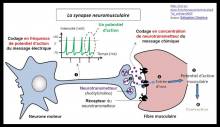 La synapse neuromusculaire