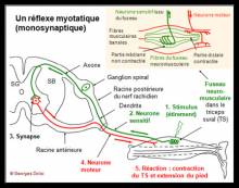 Réflexe myotatique