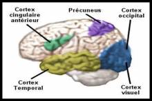 Les régions du cerveau activées sous hypnose