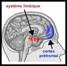 Système limbique 